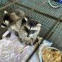 Salute to Service Wildlife and Pest Management