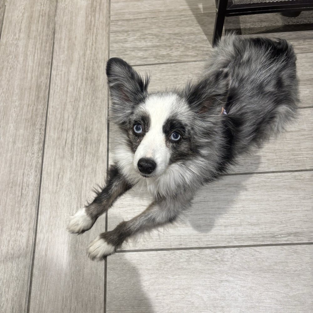 BluePearl - Overland Park - Veterinarians Near Me - Overland Park, Kansas