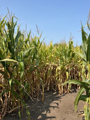 Apple Jack Orchards by null