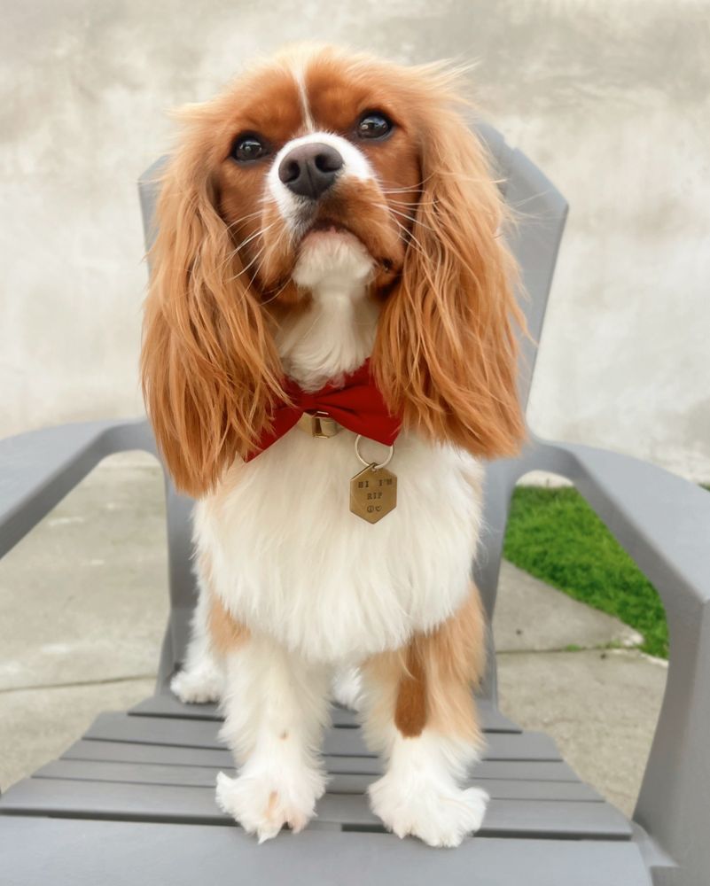 CLEAN CUT PUP MOBILE GROOMING Updated August 2024 Corona