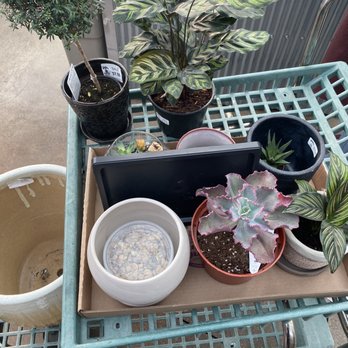 Nicks Garden Center - Nurseries & Gardening Near Me - Aurora, Colorado Nicks Garden Center - Nurseries & Gardening Near Me - Aurora, Colorado