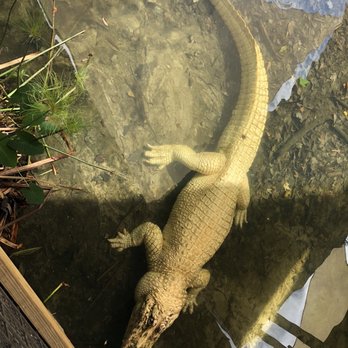 Gatorland - Zoos Near Me - Orlando, Florida Gatorland - Zoos Near Me - Orlando, Florida