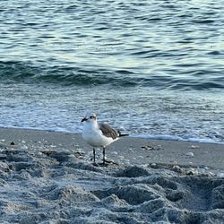 Shorebirds Beach Cottages of Manasota Key