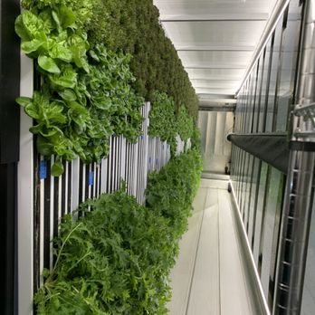 Neon Greens - Ask to see the hydroponic farm on site. You can't get salad any fresher than this! - Salad Near Me - St. Louis, Missouri Neon Greens - Ask to see the hydroponic farm on site. You can't get salad any fresher than this! - Salad Near Me - St. Louis, Missouri