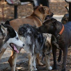 WalkStayPlay - Dog Park