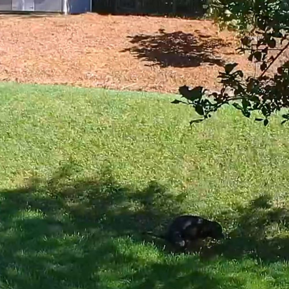 ET General Contractor - Backyard Before - Landscaping Near Me ET General Contractor - Backyard Before - Landscaping Near Me