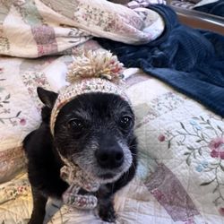 Northside Veterinary Hospital - My little guy
