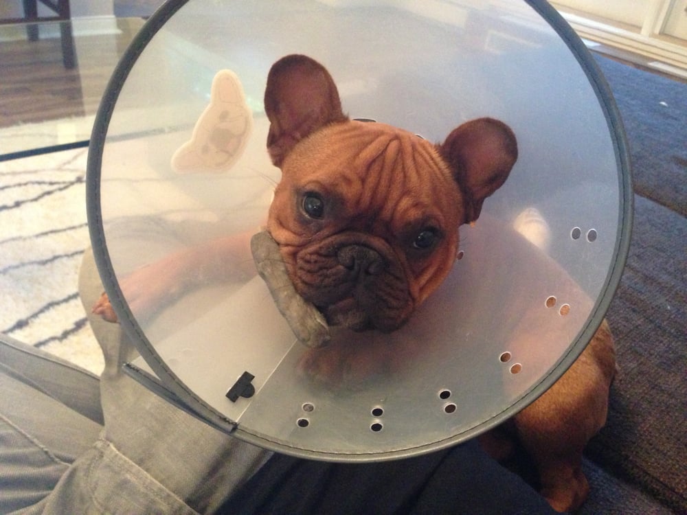 TRUPANION 122 Photos & 965 Reviews Pet Insurance 6100 4th Ave S, Seattle, WA Phone