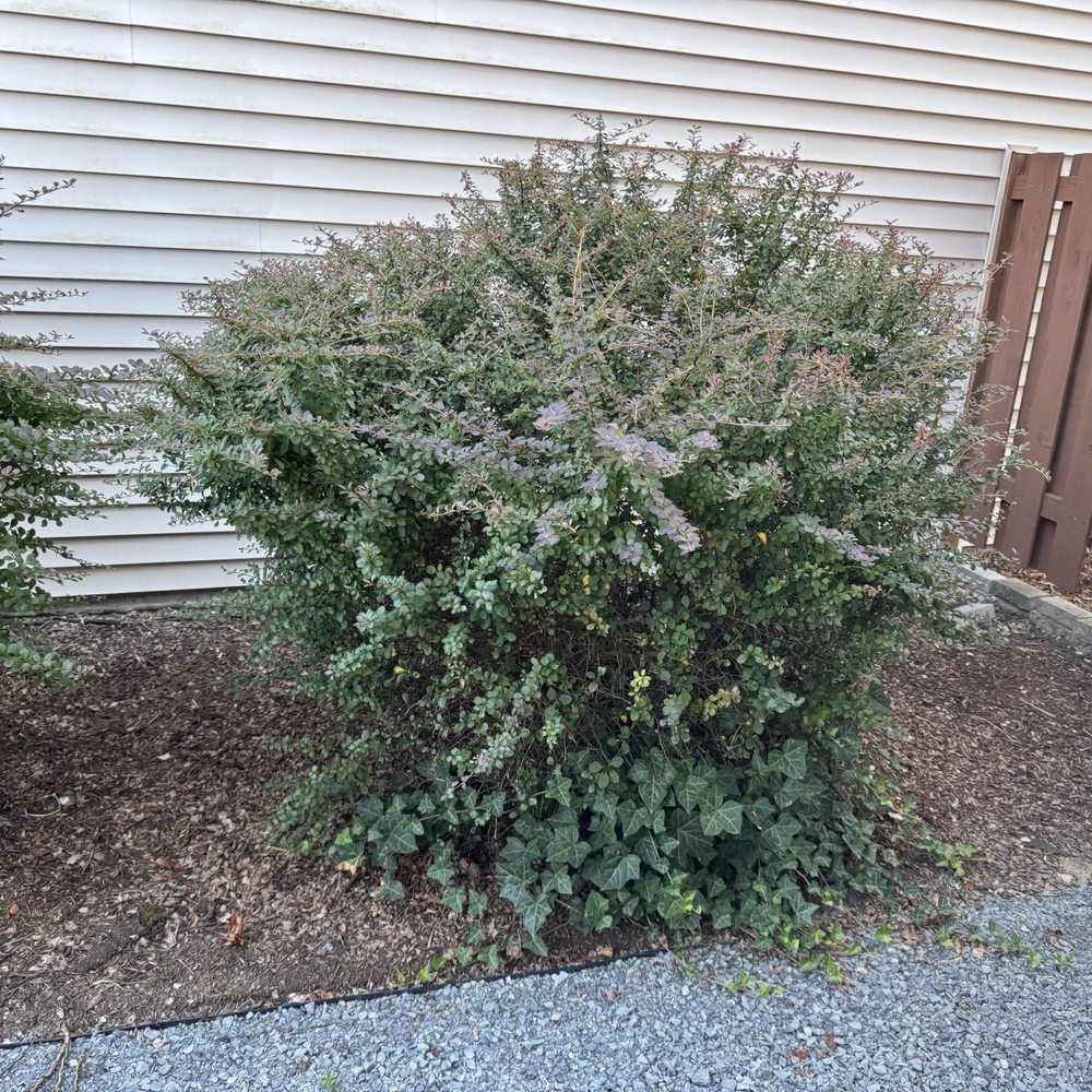 All The Pest Solutions - Bush has to be removed. Rats living in there. - Pest Control Near Me - Lake Stevens, Washington