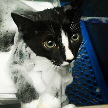PetSmart - Hugh getting groomed. - Pet Training Near Me - Fountain Valley, California PetSmart - Hugh getting groomed. - Pet Training Near Me - Fountain Valley, California