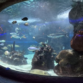 Aquarium Restaurant - Seafood Near Me - Nashville, Tennessee Aquarium Restaurant - Seafood Near Me - Nashville, Tennessee