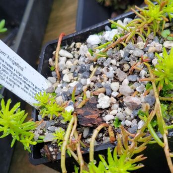 Cistus Nursery - Nurseries & Gardening Near Me - Portland, Oregon
