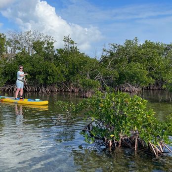 The Wandering Paddler - Always something new to discover in the mangroves - Paddleboarding Near Me The Wandering Paddler - Always something new to discover in the mangroves - Paddleboarding Near Me