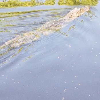Cajun Critters Swamp Tour - Tours Near Me - Westwego, Louisiana