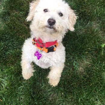 Pet Strands Grooming - Pet Groomers Near Me - Orange, California