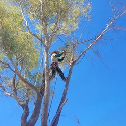 Noe Tree Service