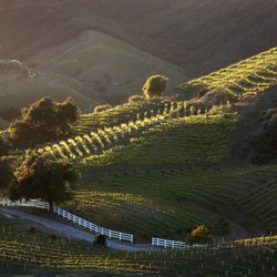Semler Malibu Estate Vineyards