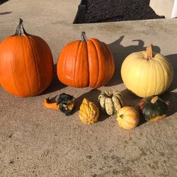 Sprangers Orchard - Pumpkins and Gourds!