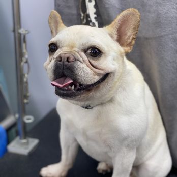 The Beach Bound Hound - Pet Groomers Near Me The Beach Bound Hound - Pet Groomers Near Me