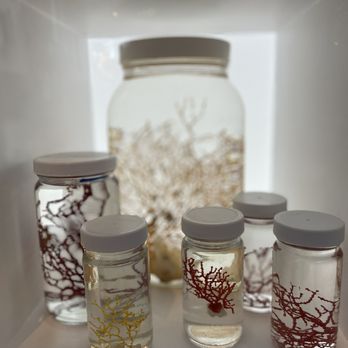Bishop Museum - Coral - Museums Near Me - Honolulu, Hawaii Bishop Museum - Coral - Museums Near Me - Honolulu, Hawaii