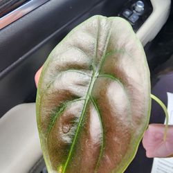 Zen Botanicals & Gift Shop - Alocasia Cuprea