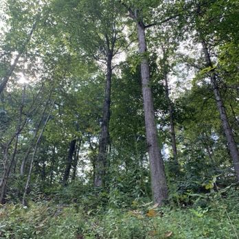 Whitener Tree Service - Six trees were removed. - Tree Services Near Me Whitener Tree Service - Six trees were removed. - Tree Services Near Me