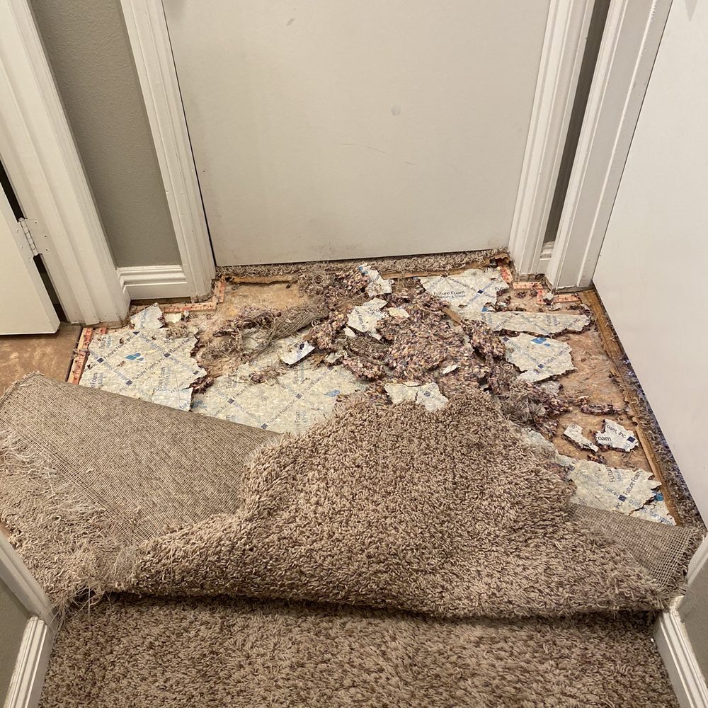 HILBRANDS CARPET CARE - dog remodeled carpet - Carpet Cleaning Near Me - Temecula, California