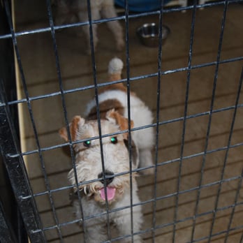 Rocky Canyon Kennels - Pet Sitting Near Me - Atascadero, California Rocky Canyon Kennels - Pet Sitting Near Me - Atascadero, California