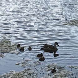 Penitencia Creek Park and Trail
