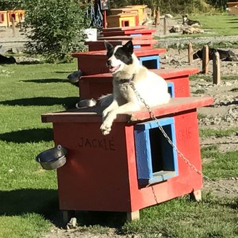 Gold Rush Dog Tours - Pet Services Near Me - Juneau, Alaska