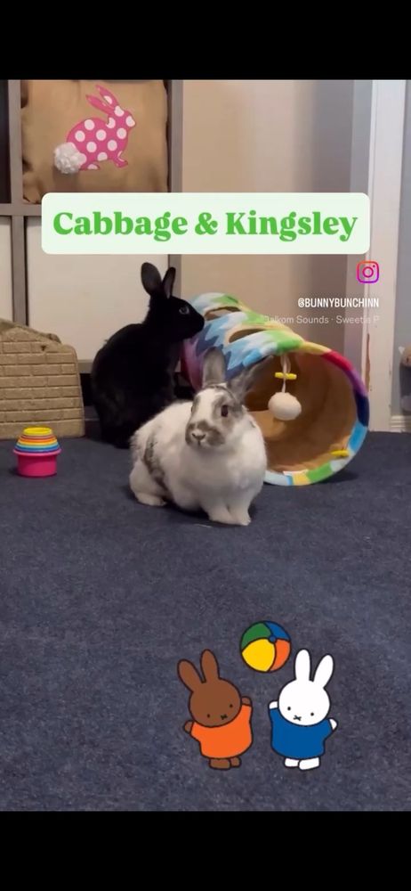 Bunny Bunch Inn - pet boarding facility in Peoria, AZ