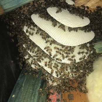 Abello Bees - Pest Control Near Me - Scottsdale, Arizona Abello Bees - Pest Control Near Me - Scottsdale, Arizona