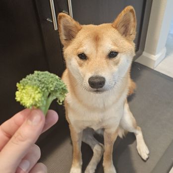 Sunshine Shibas - Loves his veggies. - Pet Breeders Near Me Sunshine Shibas - Loves his veggies. - Pet Breeders Near Me