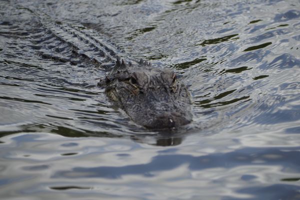 cajun encounters promo code 2019