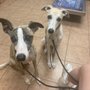 Photo of Spanish Fort Animal Clinic