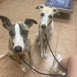Spanish Fort Animal Clinic