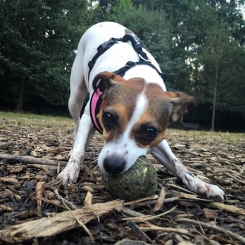 Oakhurst Dog Park - Our favorite dog park!!! - Dog Parks Near Me - Decatur, Georgia Oakhurst Dog Park - Our favorite dog park!!! - Dog Parks Near Me - Decatur, Georgia
