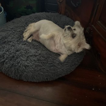 You Dirty Dog - Pet Groomers Near Me You Dirty Dog - Pet Groomers Near Me