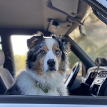 O'Neill Regional Park - Yes, fur babies allowed and accepted to hike only in designated trails. Barking at every other friend walking by is his way of saying "Hi!" - Parks Near Me - Trabuco, California O'Neill Regional Park - Yes, fur babies allowed and accepted to hike only in designated trails. Barking at every other friend walking by is his way of saying "Hi!" - Parks Near Me - Trabuco, California