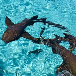 Exuma Bahamas Boat Tours - Island Boy Adventures