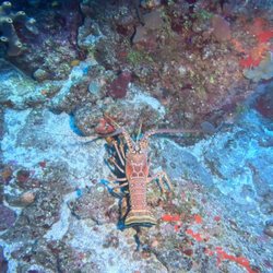 Scuba Connection - Monster lobster in St Kitts