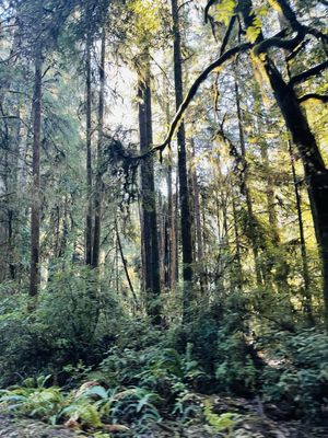 Jedediah Smith Redwoods State Park by null