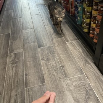 Natty Pet Shop - Friendly roaming cats - Pet Stores Near Me - Brooklyn, New York