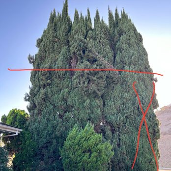 Affordable Tree Service - Eight overgrown and unsightly cypress trees (BEFORE - from the front side). - Tree Services Near Me