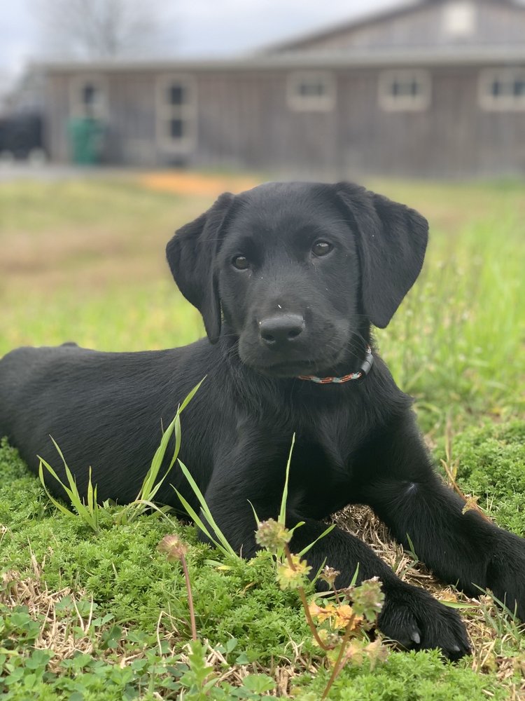 BLUE RIBBON KENNELS 3030 Kickapoo Rd, Jackson, MS Yelp