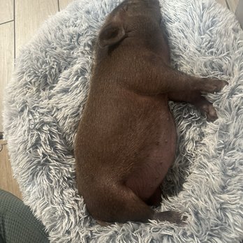 SoCalMiniPigs - Pet Breeders Near Me - Valley Center, California SoCalMiniPigs - Pet Breeders Near Me - Valley Center, California