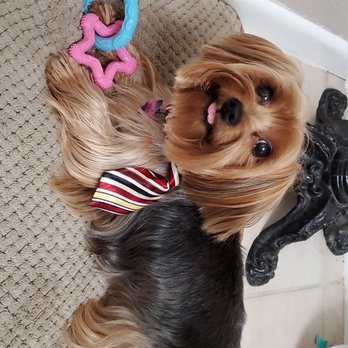 Phoenix Pet Salon - Pet Groomers Near Me - Davie, Florida Phoenix Pet Salon - Pet Groomers Near Me - Davie, Florida