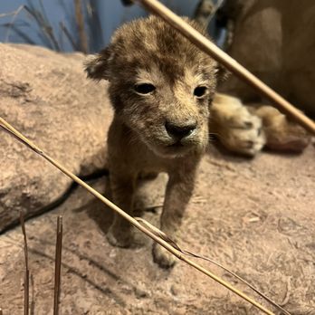 Field Museum - Animal exhibit - Museums Near Me - Chicago, Illinois Field Museum - Animal exhibit - Museums Near Me - Chicago, Illinois