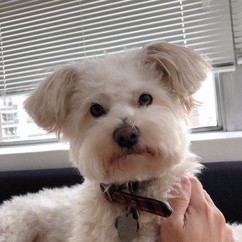 PetSmart - Pet Adoption Near Me - Chicago, Illinois