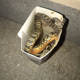 Thank God they laid traps in my garage! It was still alive.